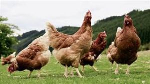 Archidona, Municipio Afectado: Confinamiento aves